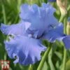 Iris 'Metolius Blues'