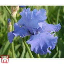 Iris 'Metolius Blues' -Flourish Flora iris met2