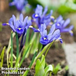 Bulb Bumper Collection -Flourish Flora iris ret