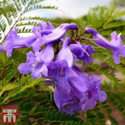 Jacaranda 'Bonsai Blue' -Flourish Flora jaca bons