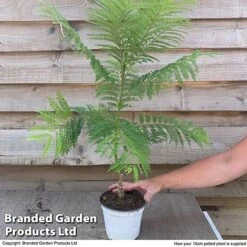 Jacaranda 'Bonsai Blue' -Flourish Flora jaca supp