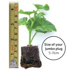 Begonia 'Fragrant Falls Improved&trade; - Apricot Delight' -Flourish Flora jumboplugsize80