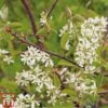 Amelanchier Canadensis