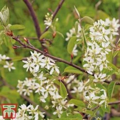 Amelanchier Canadensis