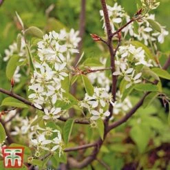 Amelanchier Canadensis -Flourish Flora june2