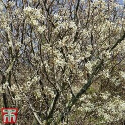 Amelanchier Canadensis -Flourish Flora june4