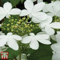 Viburnum Plicatum F. Tomentosum 'Kilimanjaro' -Flourish Flora kili2