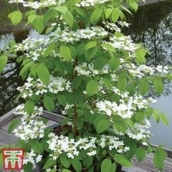 Viburnum Plicatum F. Tomentosum 'Kilimanjaro' -Flourish Flora kili3