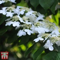 Viburnum Plicatum F. Tomentosum 'Kilimanjaro' -Flourish Flora kili4