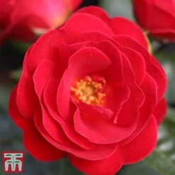 Rose 'Lots Of Kisses' (Shrub Rose) -Flourish Flora kiss