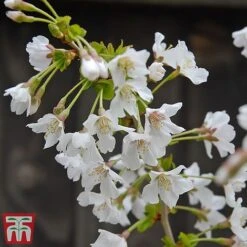 Prunus Incisa 'Kojo-No-Mai' -Flourish Flora kojo2