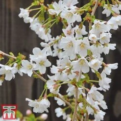 Prunus Incisa 'Kojo-No-Mai' -Flourish Flora kojo3