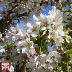 Prunus Incisa 'Kojo-No-Mai' -Flourish Flora kojo4