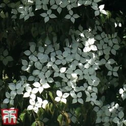 Cornus Kousa 'Teutonia' -Flourish Flora kuo