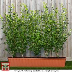 Ligustrum Ovalifolium -Flourish Flora ligu ready2