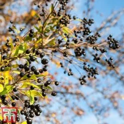 Ligustrum Vulgare -Flourish Flora ligustrum2