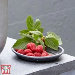Raspberry 'Little Sweet Sister' -Flourish Flora lil rasp3