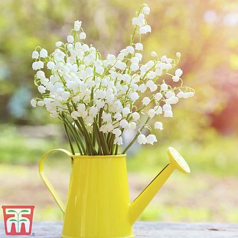 Lily Of The Valley Collection 2 Lily Of The Valley Collection - Image 2