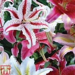 Oriental Lily Collection -Flourish Flora lily coll 2