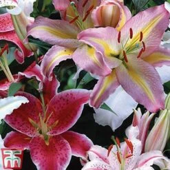 Oriental Lily Collection -Flourish Flora lily coll 3