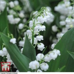 Everlasting Perennial Collection -Flourish Flora lily of the vally3