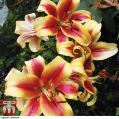Tree Lily Collection -Flourish Flora lily star