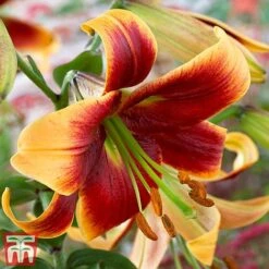 Towering Tree Lily Collection -Flourish Flora lily3