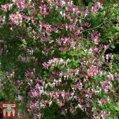 Honeysuckle 'Belgica' - Trellis -Flourish Flora loni bel