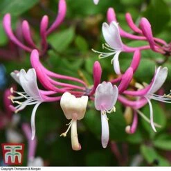 Honeysuckle 'Belgica' - Trellis -Flourish Flora loni bel3