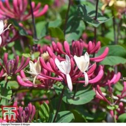 Honeysuckle 'Belgica' - Trellis -Flourish Flora loni bel6