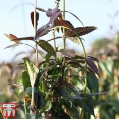 Honeysuckle 'Copper Beauty' -Flourish Flora loni copp3
