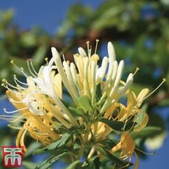 Honeysuckle 'Halliana' - Trellis -Flourish Flora loni halli2