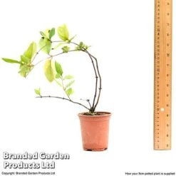 Honeysuckle 'Dart's World' -Flourish Flora lonice