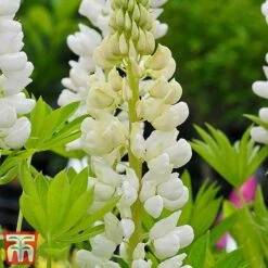 Lupin 'Street Party Collection' -Flourish Flora lupi nobe