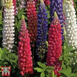 Lupin 'Street Party Collection' -Flourish Flora lupi stre b