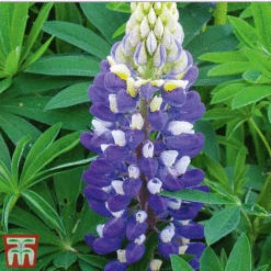 Lupin Gallery Collection -Flourish Flora lupin gallery blue