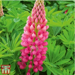 Lupin Gallery Collection -Flourish Flora lupin gallery red