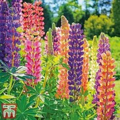 Perennial Saver Collection -Flourish Flora lupin russell12