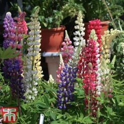 Lupin 'Gallery' (Gallery Series) -Flourish Flora lupin4