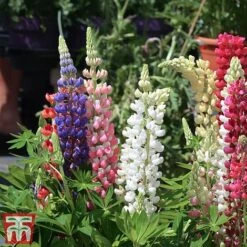 Lupin 'Gallery' (Gallery Series) -Flourish Flora lupin5