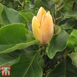 Magnolia 'Sunspire' -Flourish Flora magn suns3