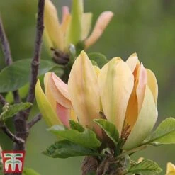 Magnolia 'Sunspire' -Flourish Flora magn suns4