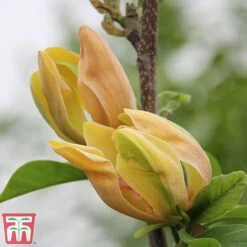 Magnolia 'Sunspire' -Flourish Flora magn suns5
