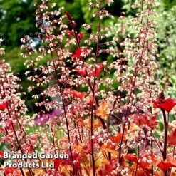 Heuchera 'Marmalade' -Flourish Flora marma