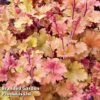 Heuchera 'Marmalade'
