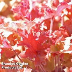 Heuchera 'Marmalade' -Flourish Flora marmalade