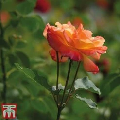 Rose 'Climbing Masquerade' -Flourish Flora masq2