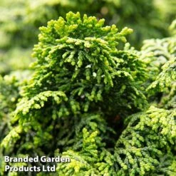 Chamaecyparis Obtusa 'Maureen' -Flourish Flora maureen2