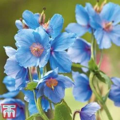 Meconopsis 'Union Jack' Collection -Flourish Flora meco2