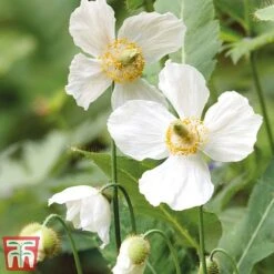 Meconopsis 'Union Jack' Collection -Flourish Flora meco3